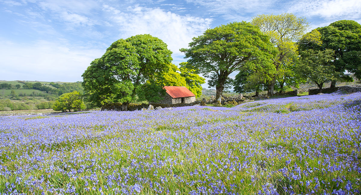 Carpet of bluebells at Emsworthy Barn, Dartmoor